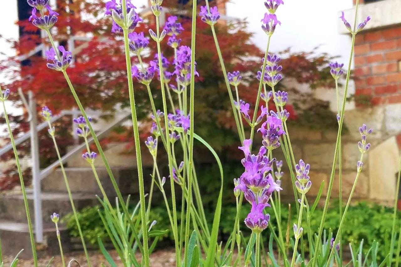 Charmante Maison Bourguignonne Avec Grand Jardin Et Parking Montbard Exteriér fotografie